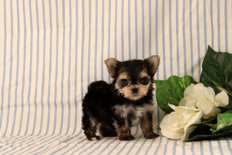 puppy, for, sale, Morkie, Matthew B. Stoltzfus, dog, breeder, Gap, PA, dog-breeder, puppy-for-sale, forsale, nearby, find, puppyfind, locator, puppylocator, aca